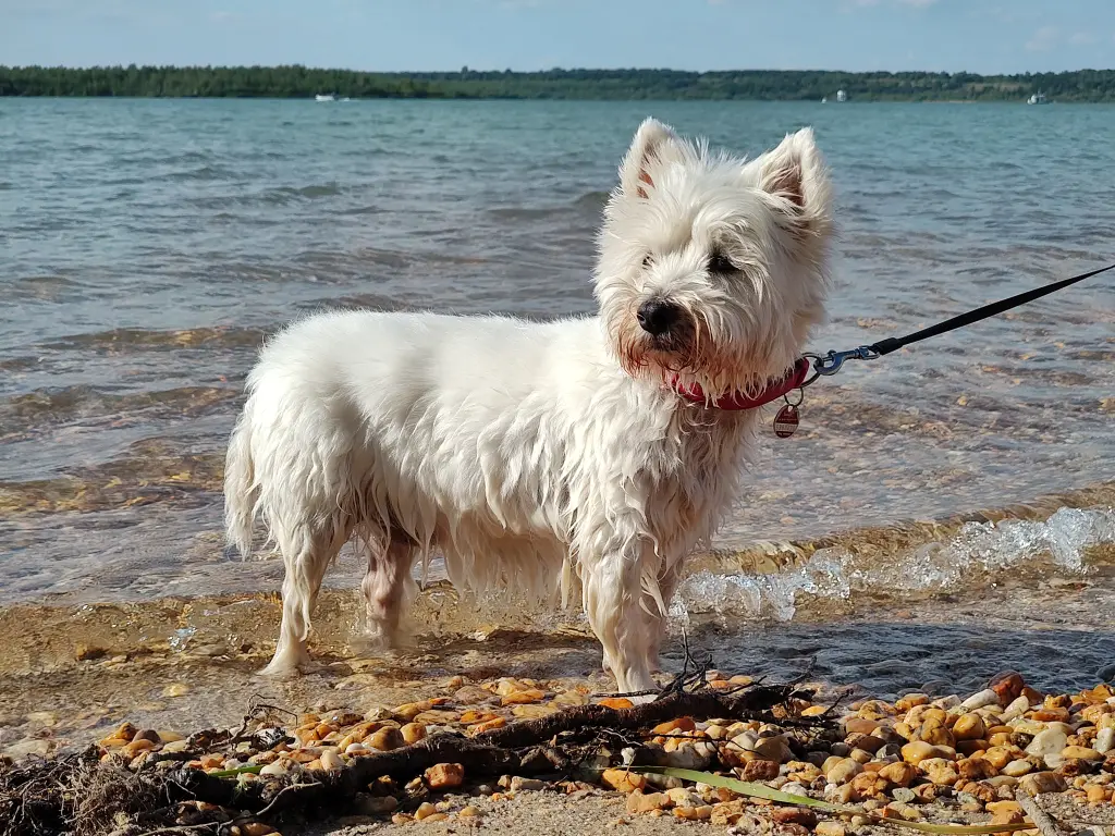 Wasserratte
