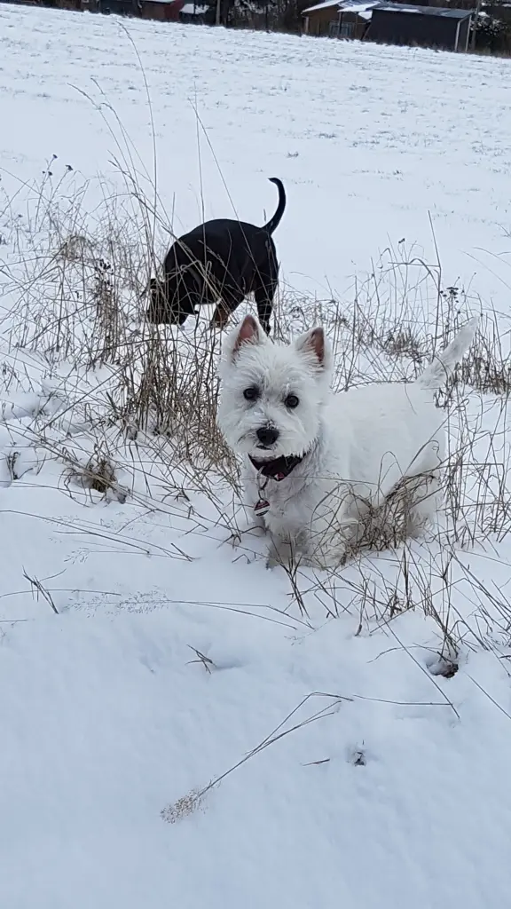 ist Schnee nicht toll und Freunde auch