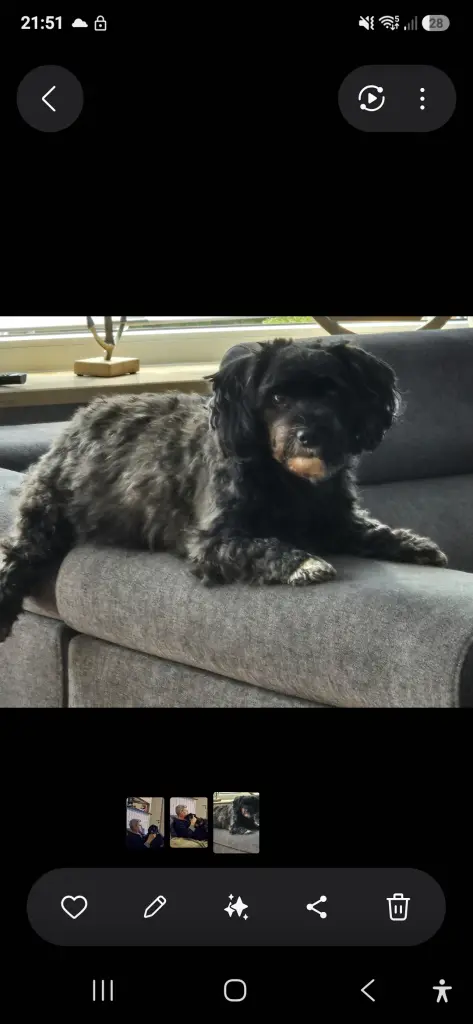 Bild von Bruno