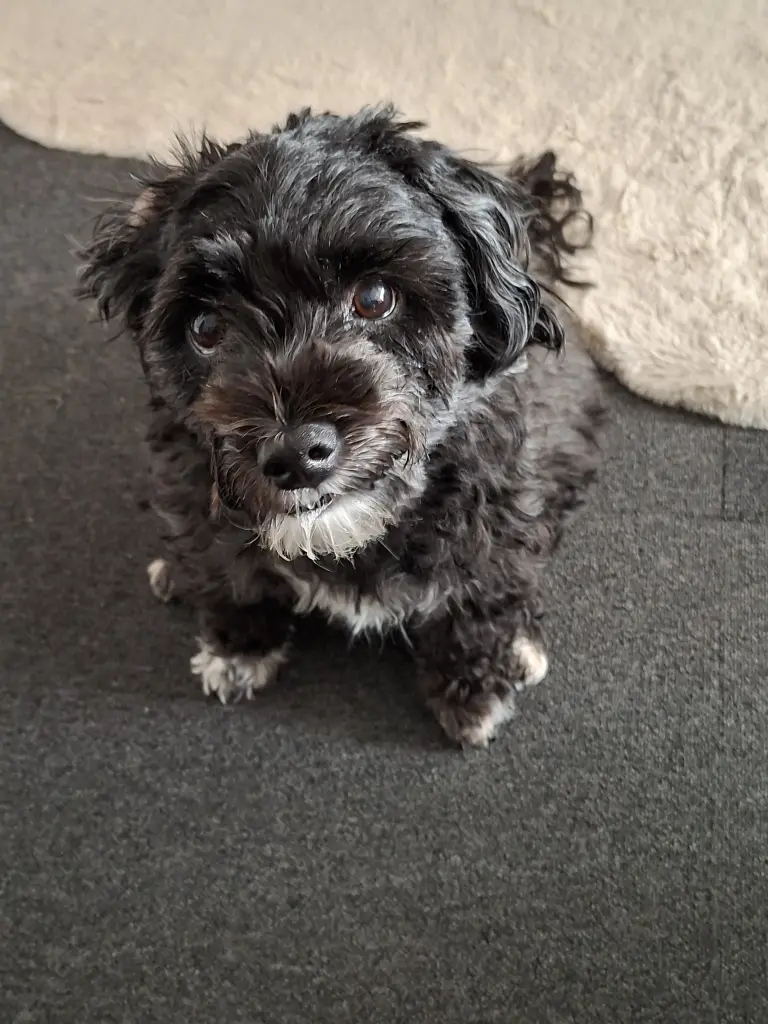 Bild von Bruno