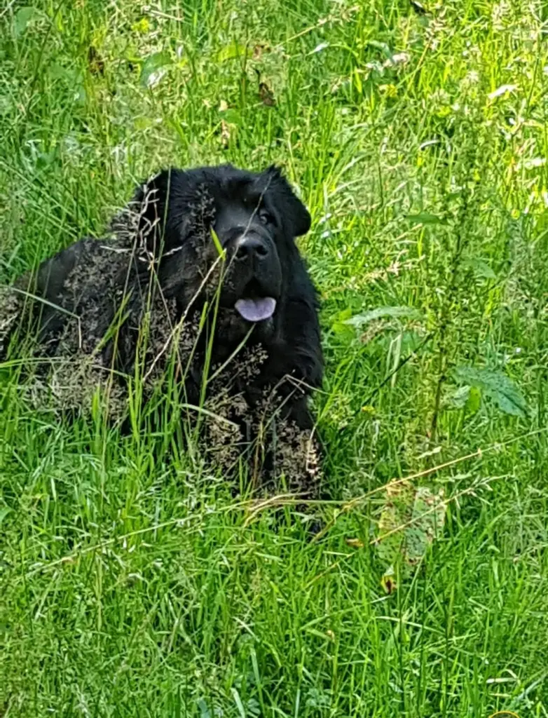 Lutz