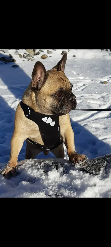 Bild von Lenny