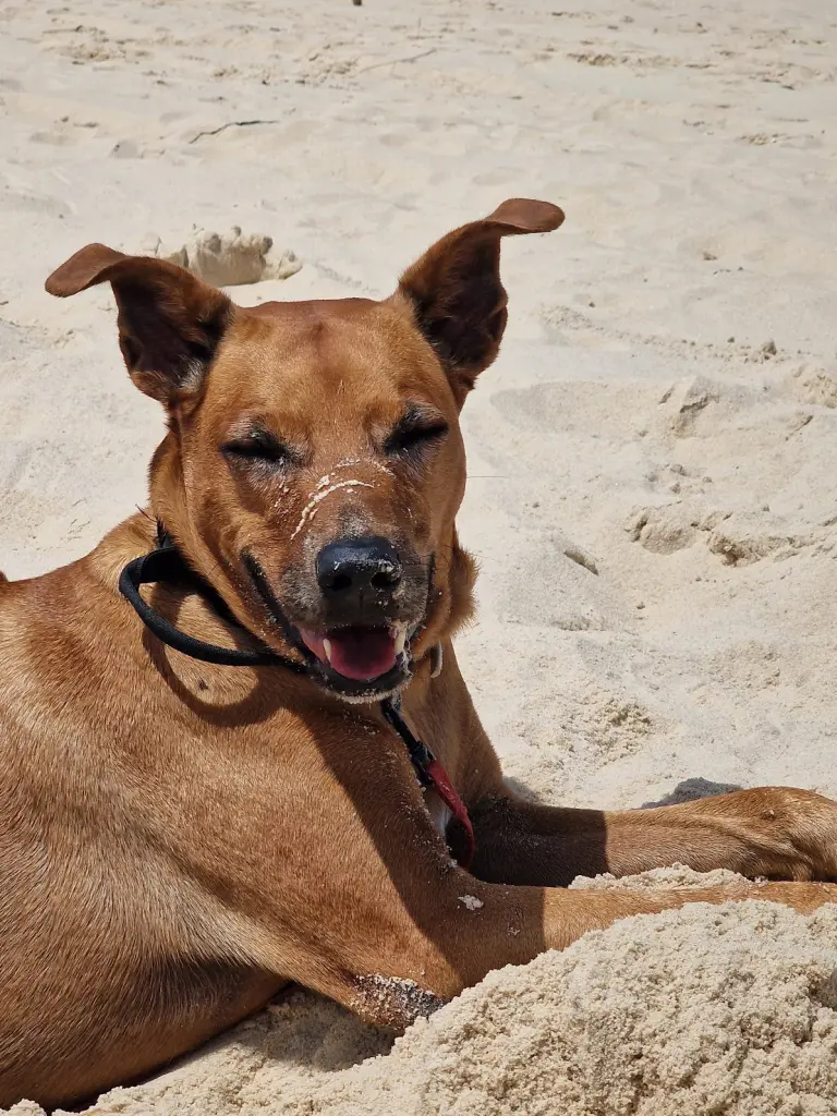 Bild von Bella