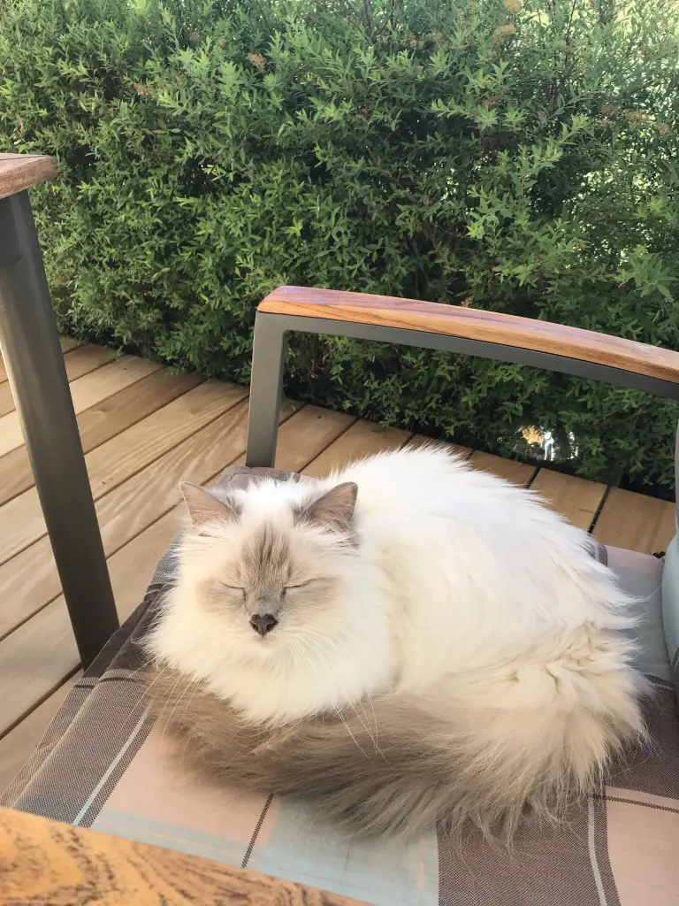 Image from Amira