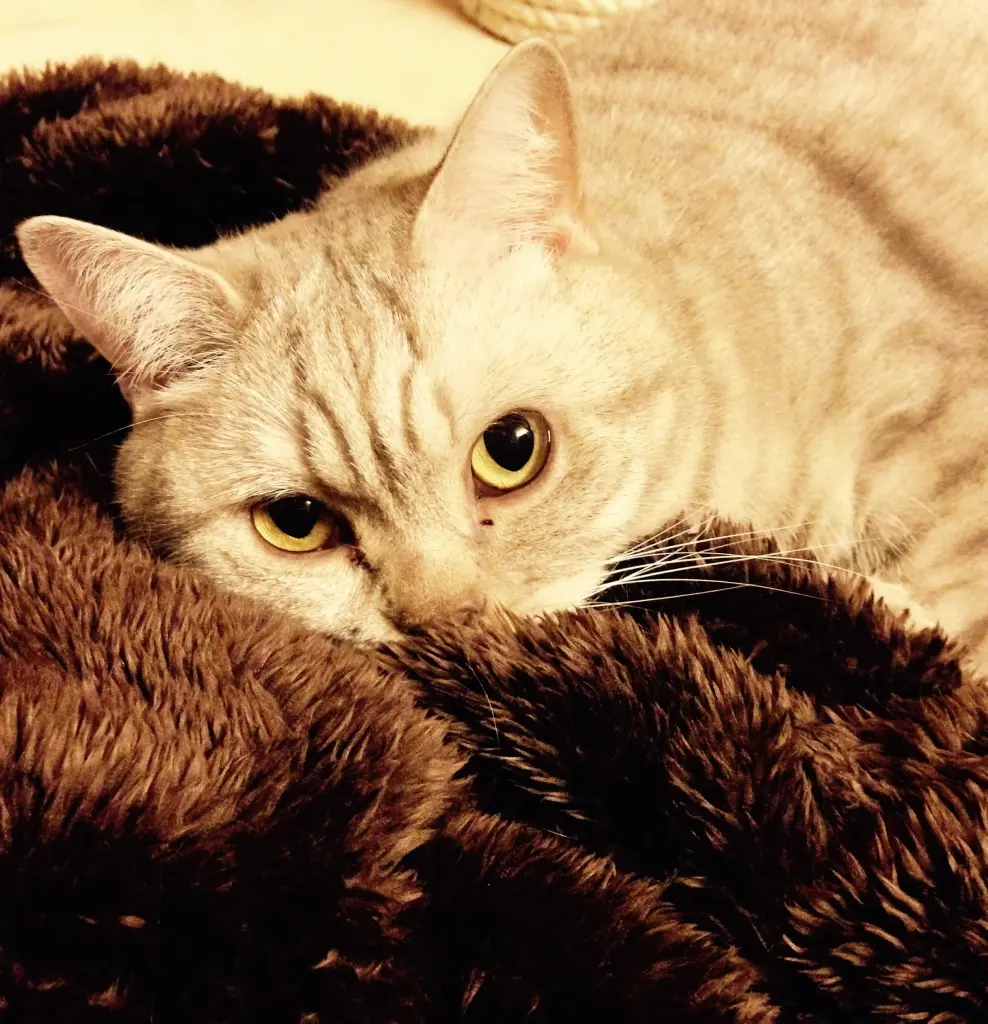 Bild von Mabel