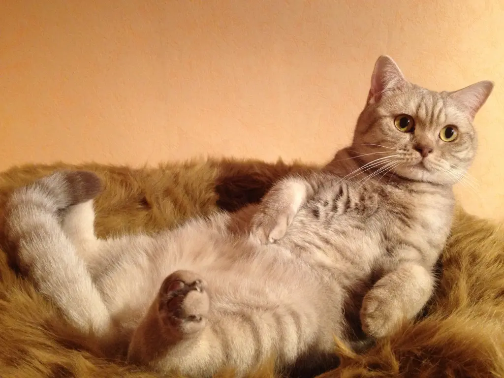 Bild von Mabel