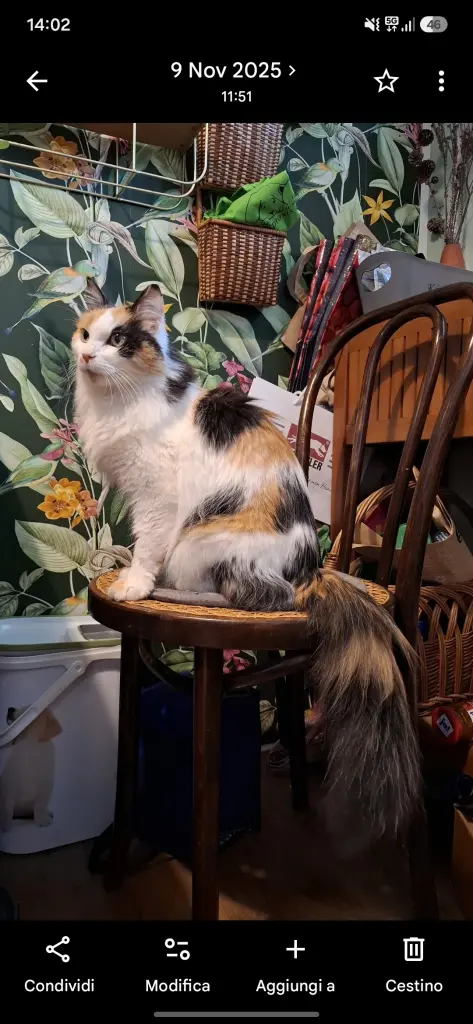 Andachtsbild von Eleonora