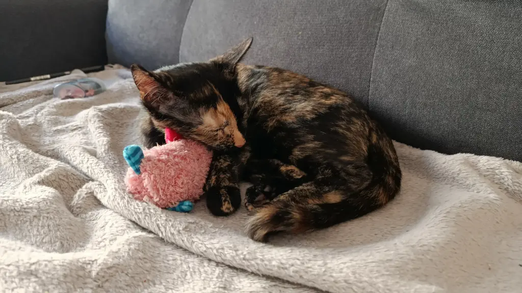 Bild von Maja