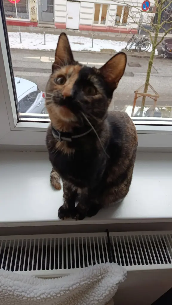 Bild von Maja