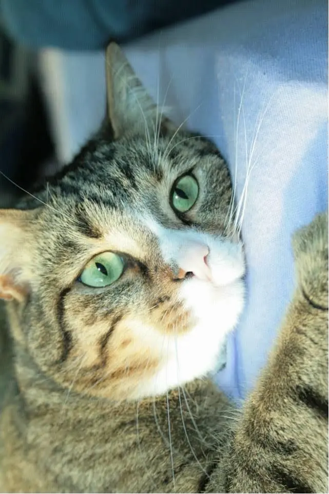 Image from Gismo