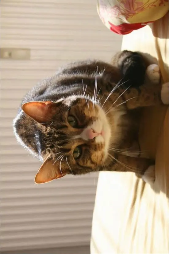Image from Gismo