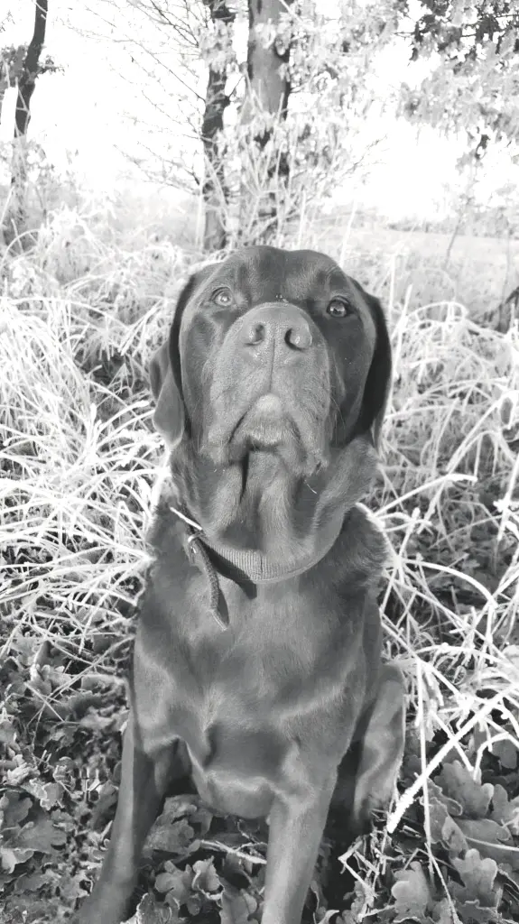 Image from Nero