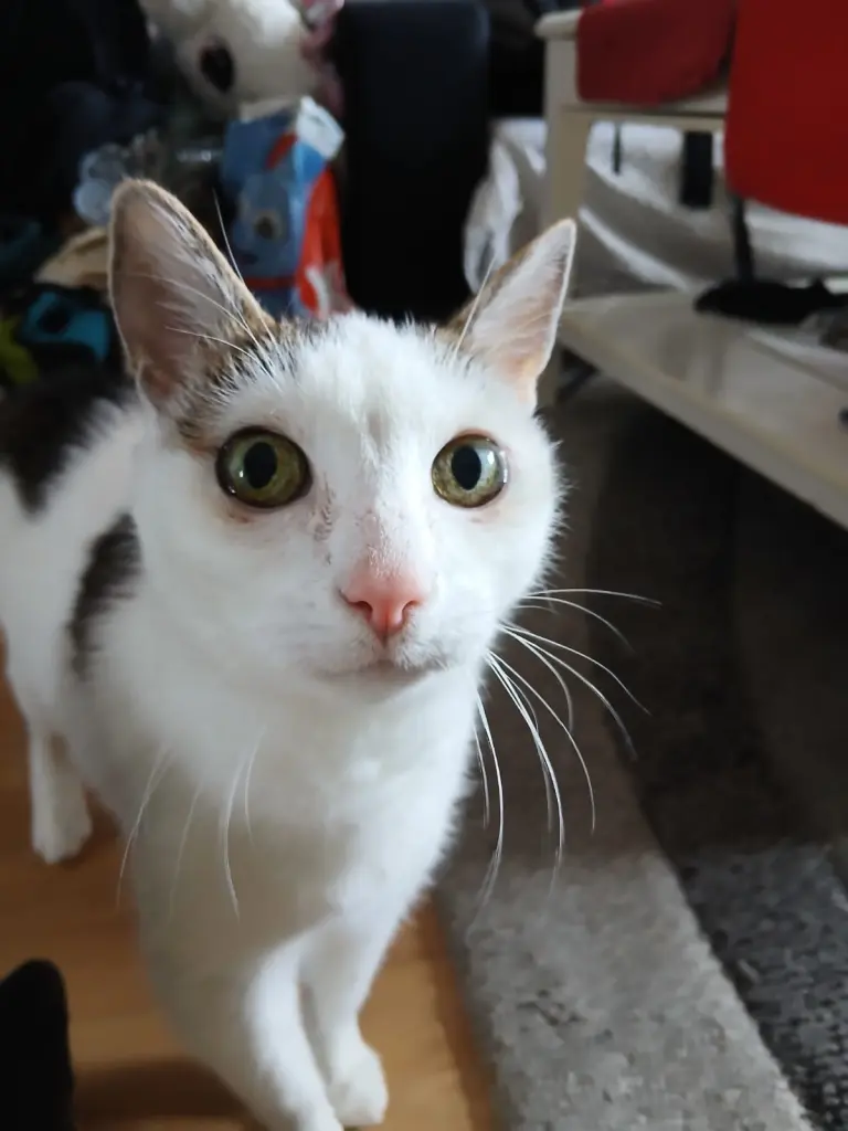 Zuckersüße Katze