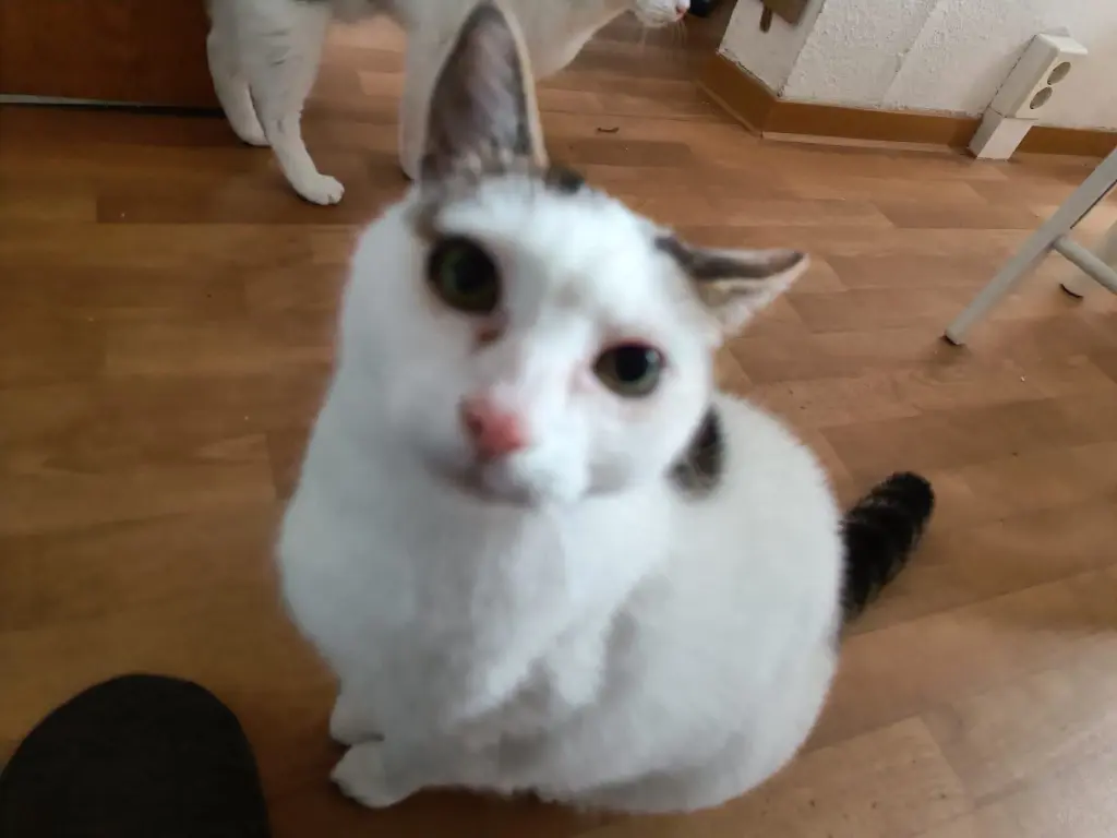 Habe Hunger