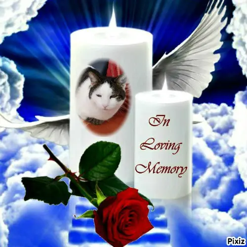 Condolence image of Tanja mit Timmy im 💖🐈🐾