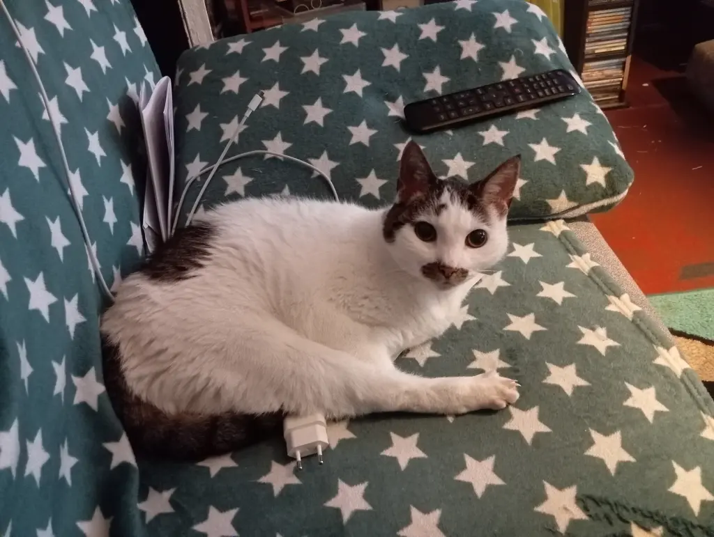 Bild von Kira