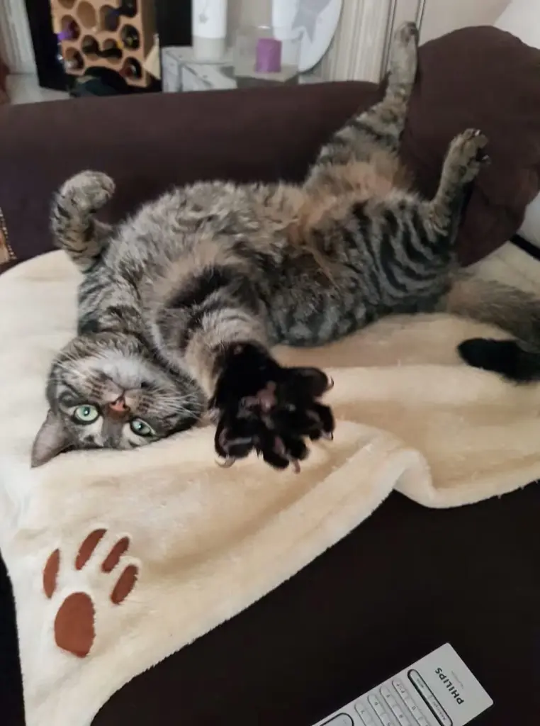 Bild von Simba