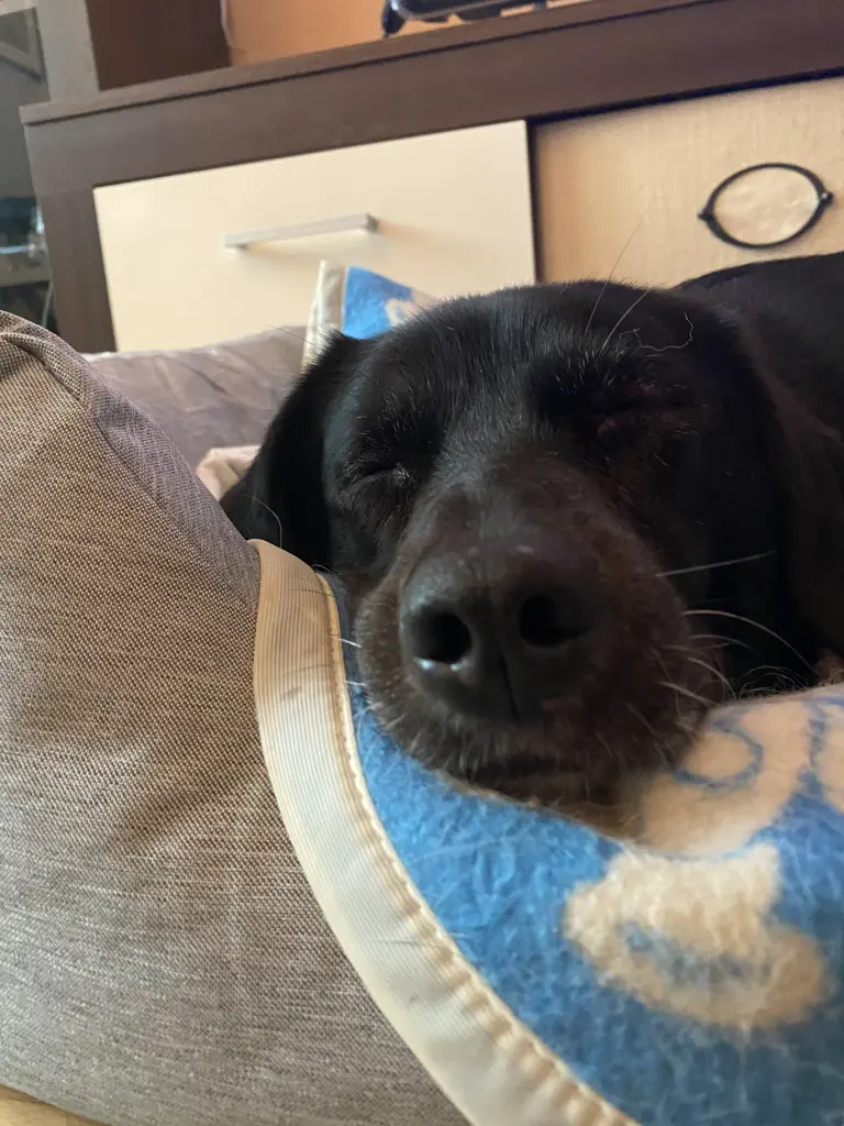 Bild von Freyja