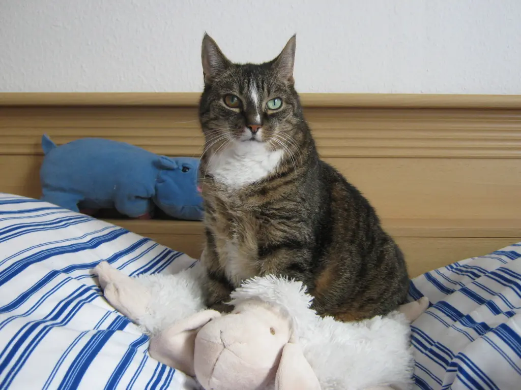 Image from Ebbi