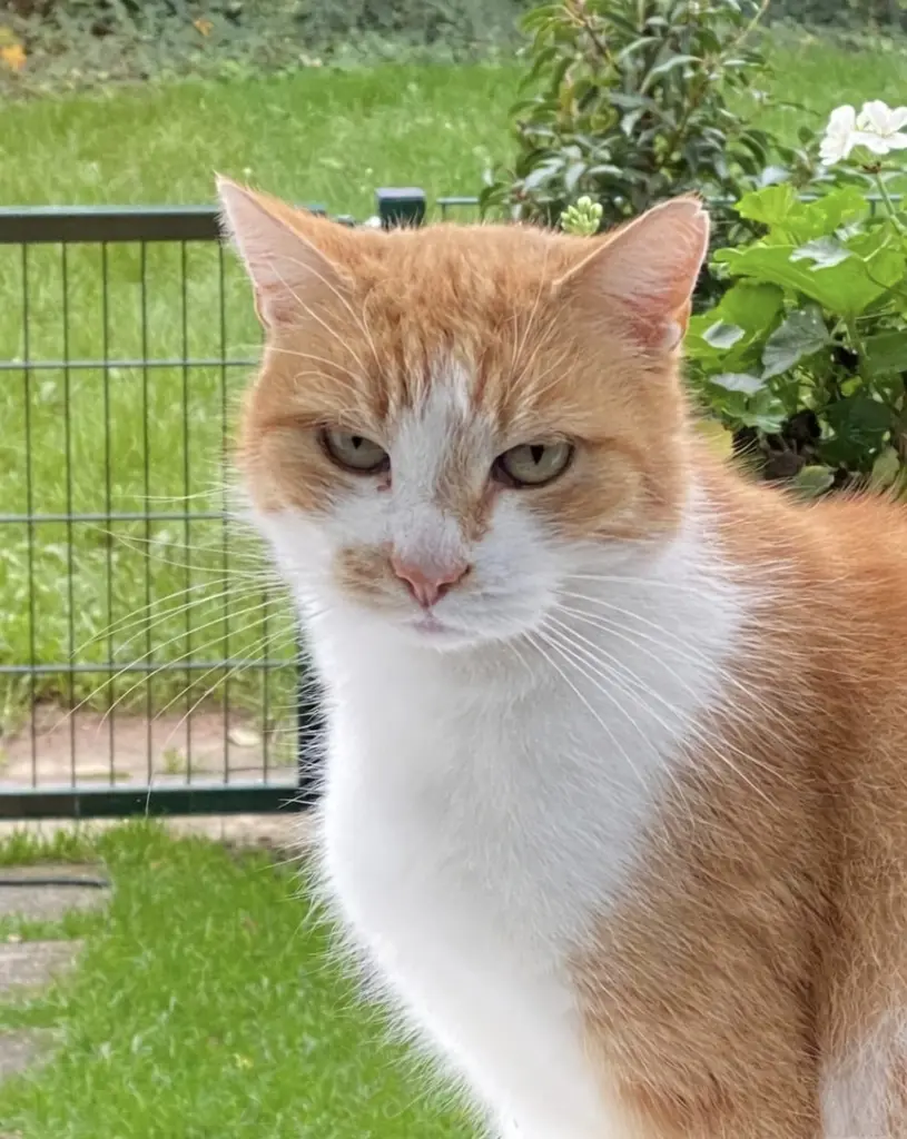 Bild von Purzel