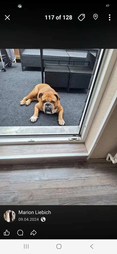 Bild von Buddy