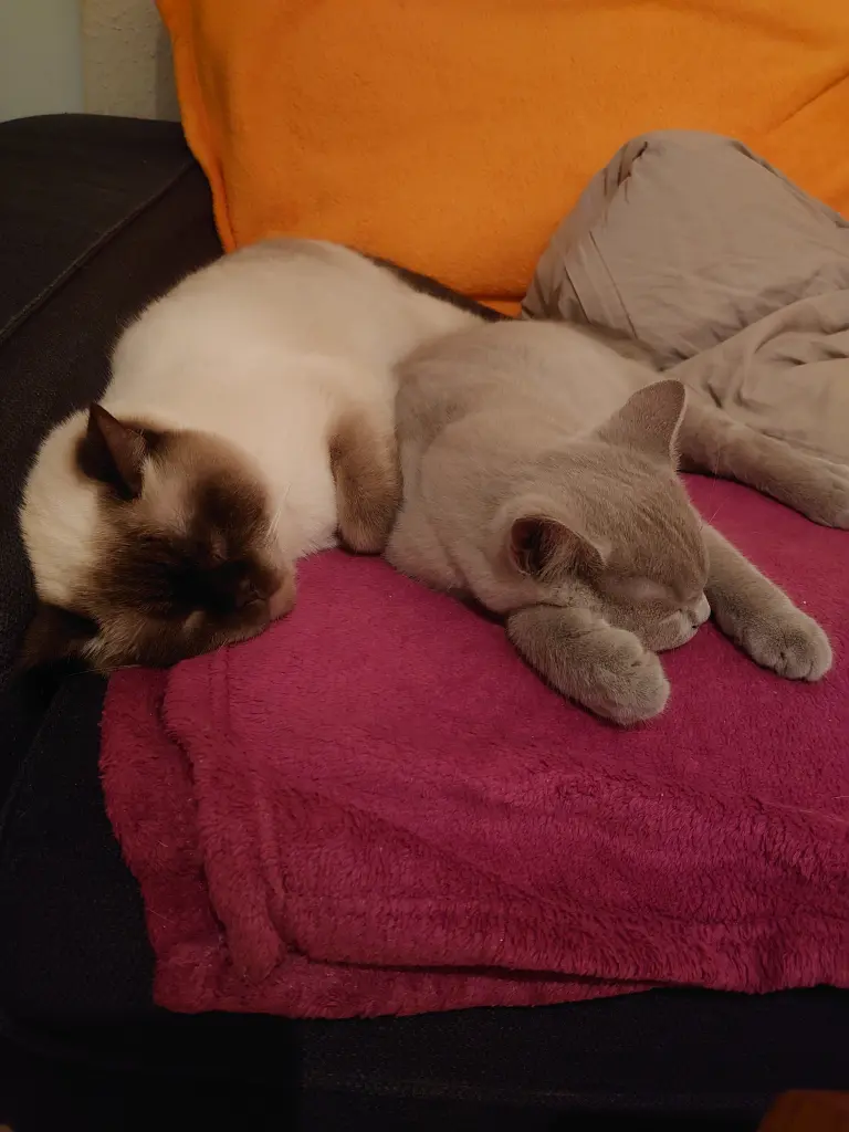Bild von Indigo