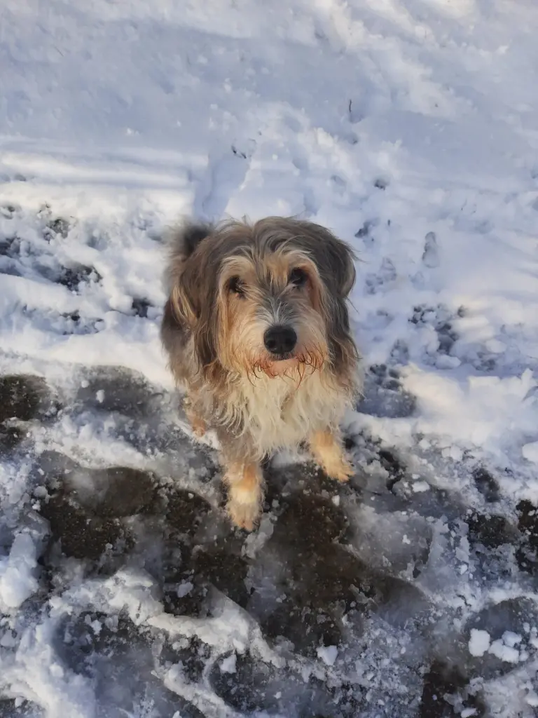Freddy in der Eifel , zu Besuch bei Friedbert .