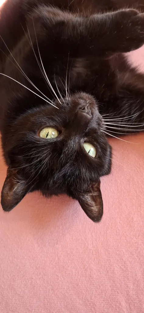 Hallo