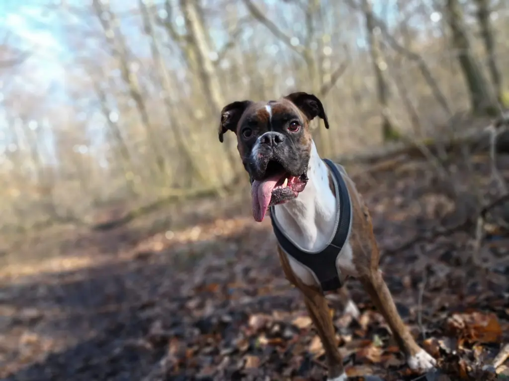 Bild von Silas