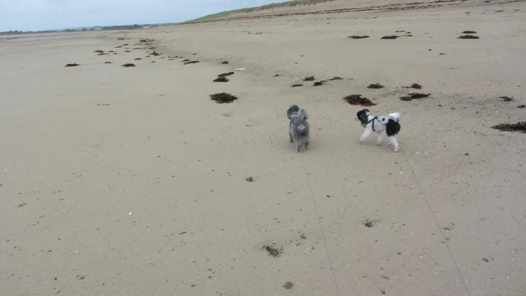 Tabby und Sandy am Meer