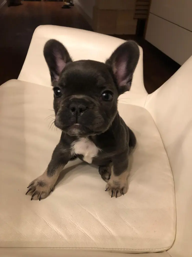Image from Stitch