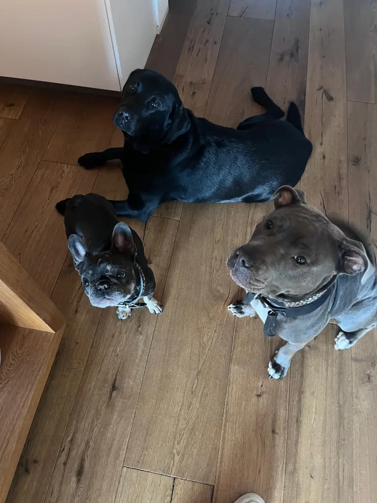 Image from Stitch