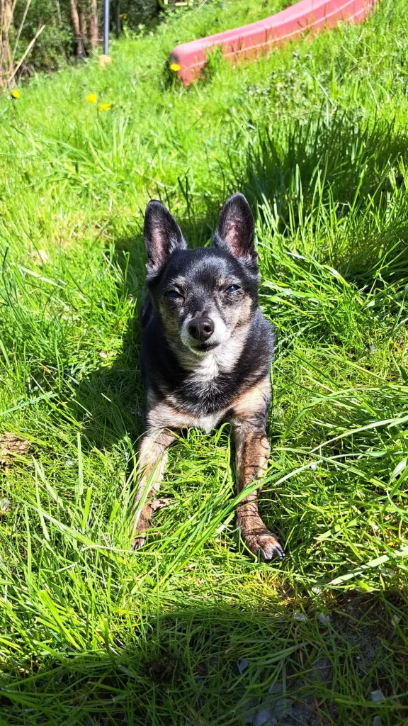 Bild von Skippy