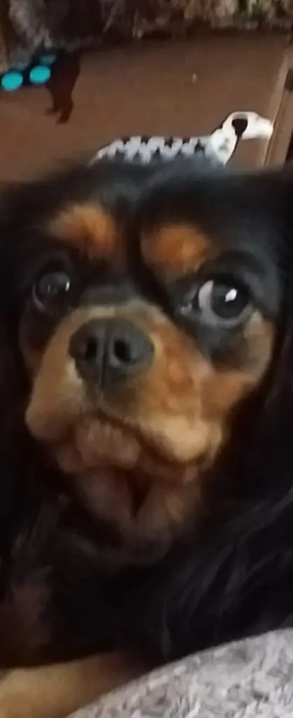 Bild von Daisy