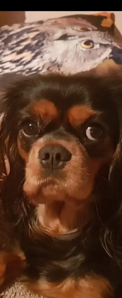 Meine liebe Daisy