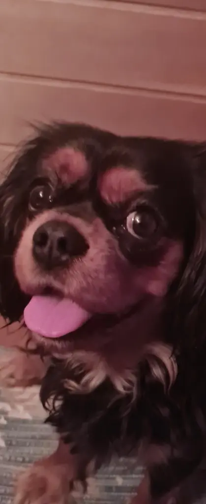 Daisy