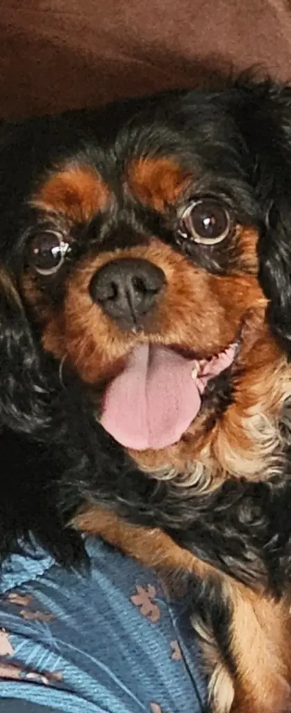 Ich vermisse Daisy
