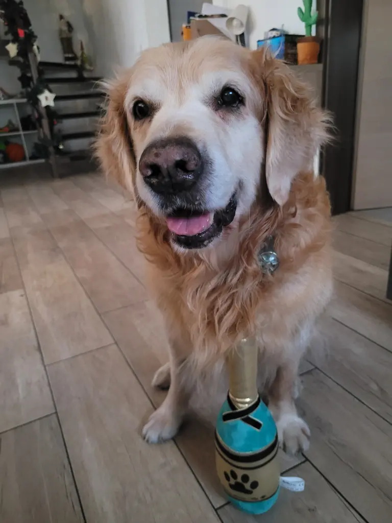 Unser Haribo... mein Goldbär...
Du warst perfekt...