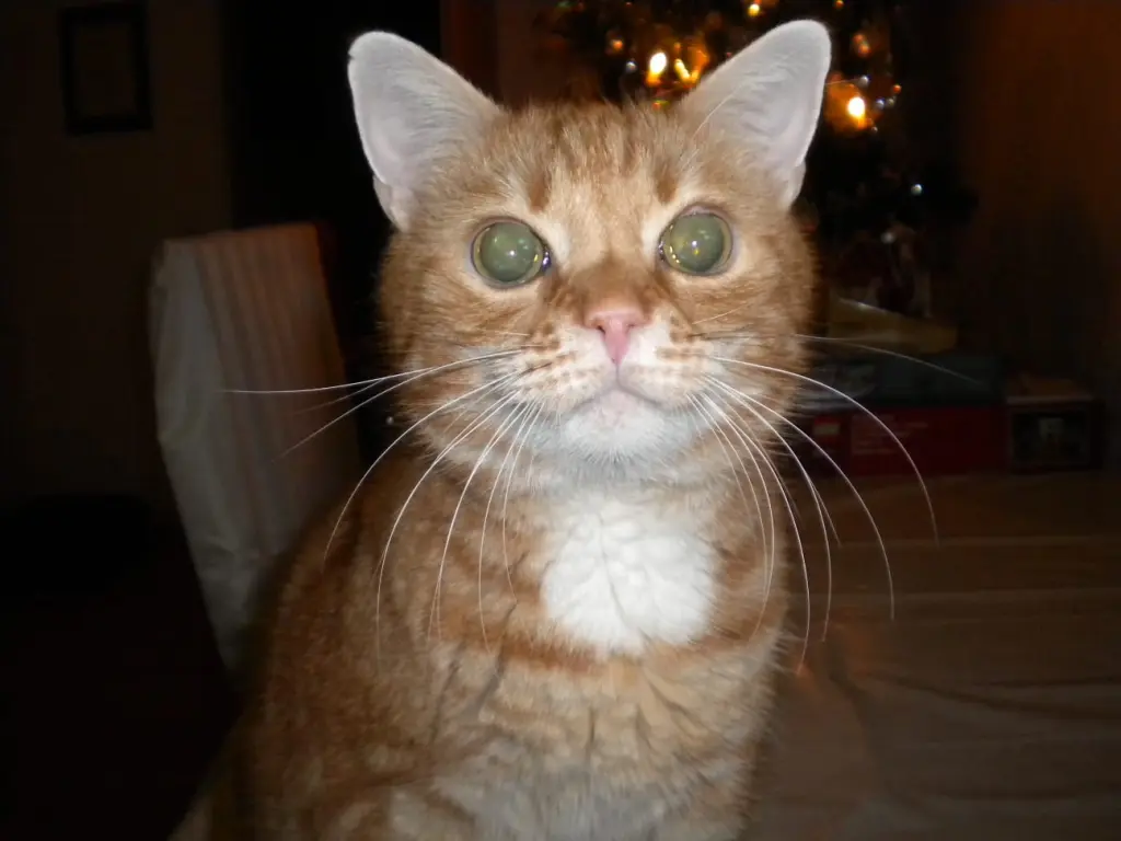 Image from Ärmelchen