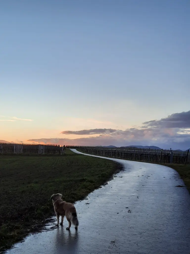 Bild von Gipsy