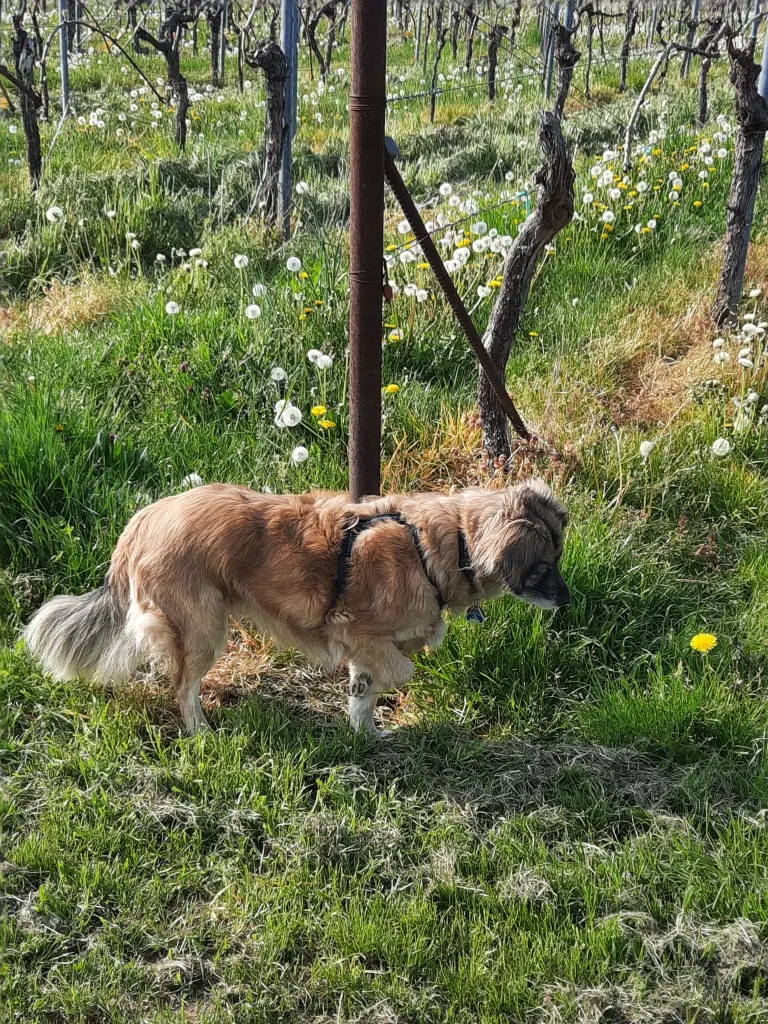 Bild von Gipsy