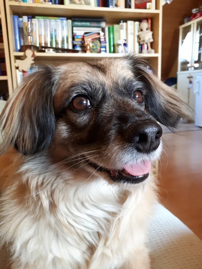 Bild von Gipsy