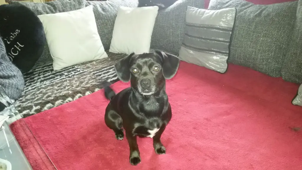 Bild von Püppy