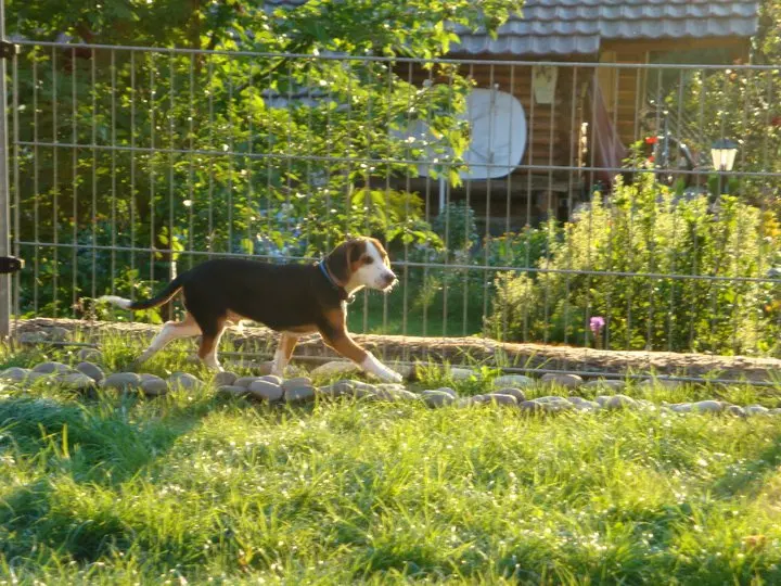 Bild von Buddy