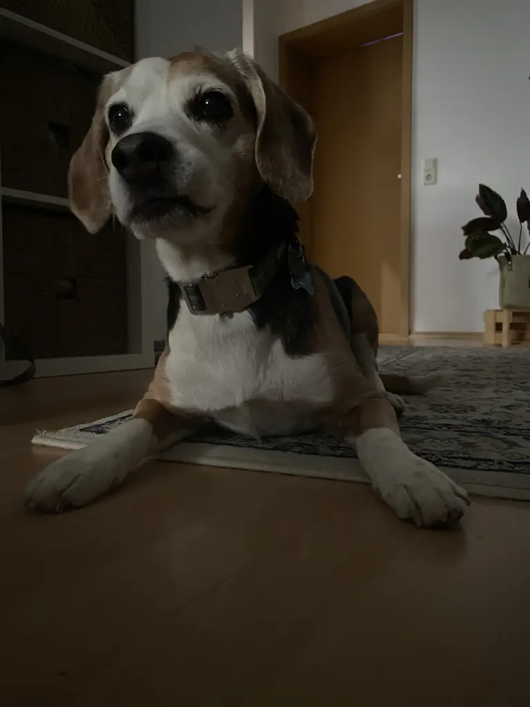 Bild von Buddy