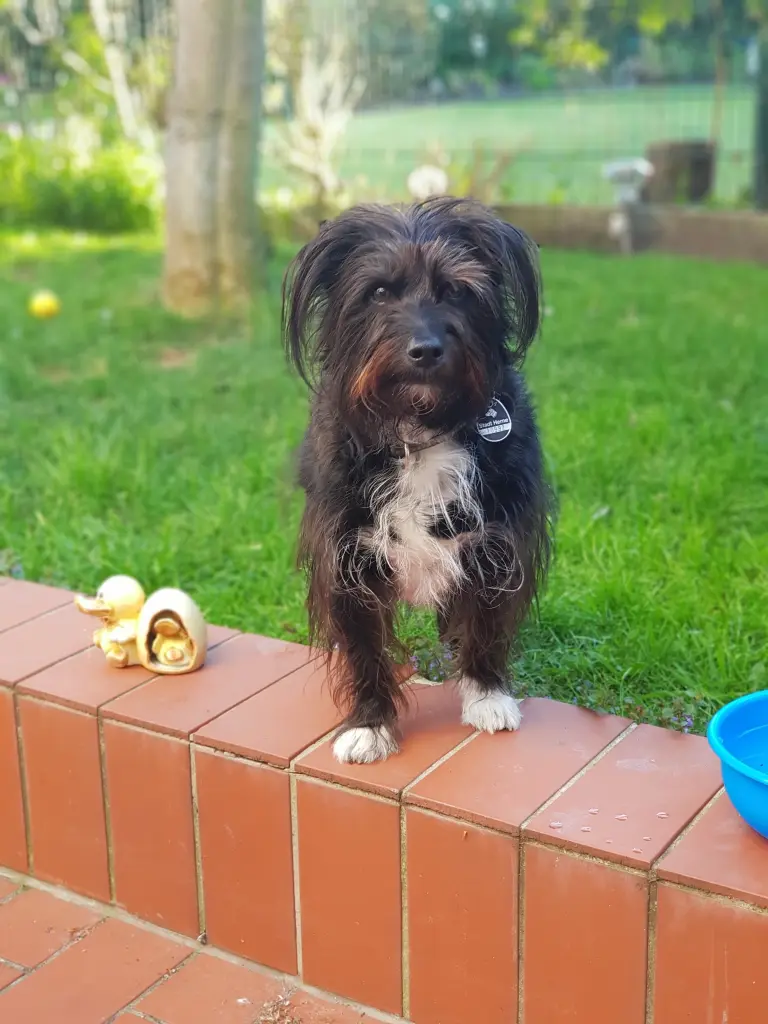 Bild von Tito