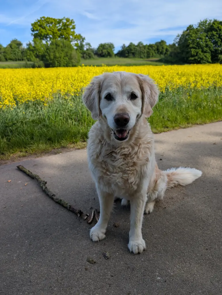 Bild von Marley