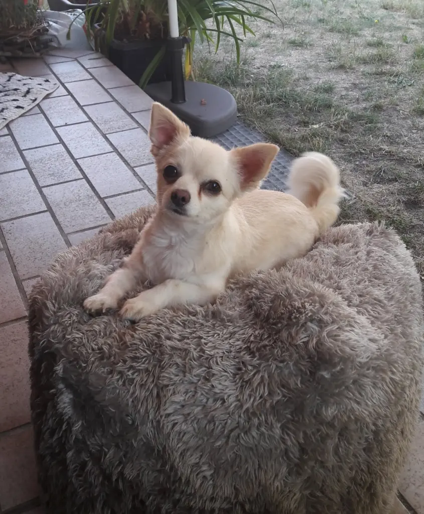 Bild von Bruno