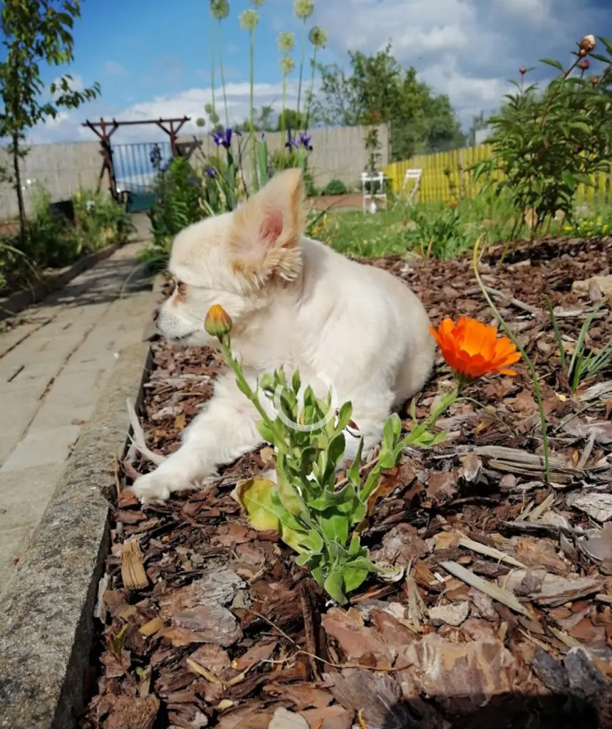 Bild von Bruno