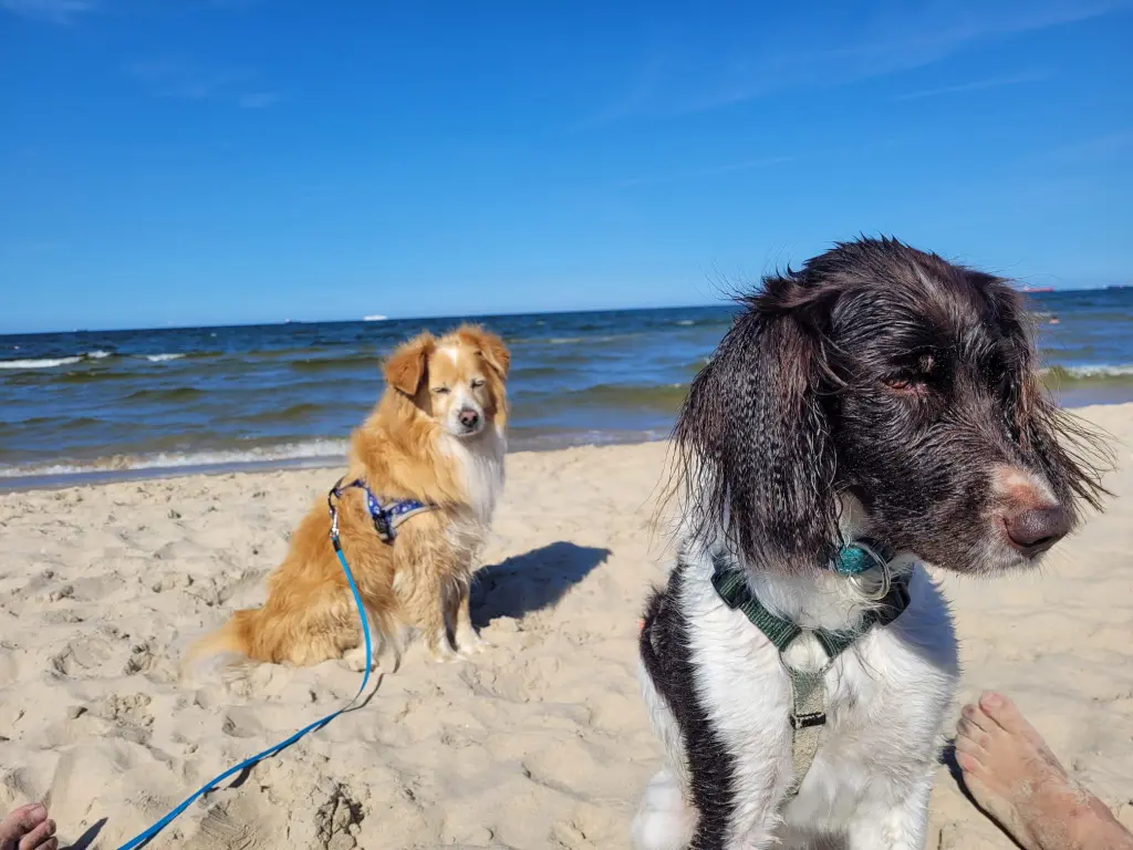 Kuna mit Timmy